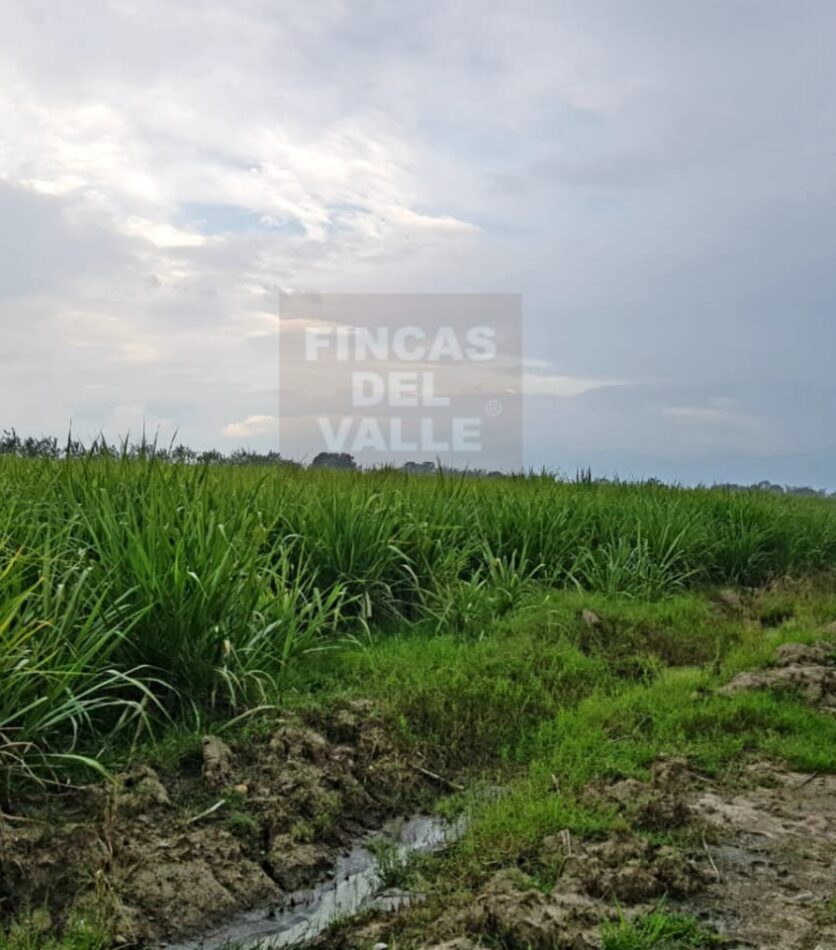 finca cañera venta