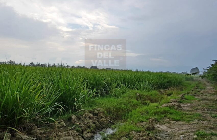 finca cañera venta